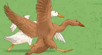 adiestrar patos