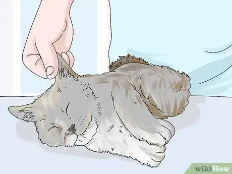 Imagen titulada Diagnose and Treat Benign Tumors in Cats Step 3
