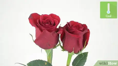 Imagen titulada Keep Roses Fresh Step 13