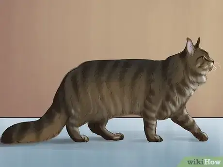 Imagen titulada Identify a Maine Coon Step 1