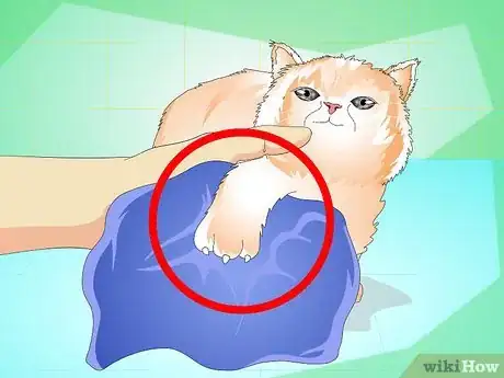 Imagen titulada Give a Kitten a Bath Step 5