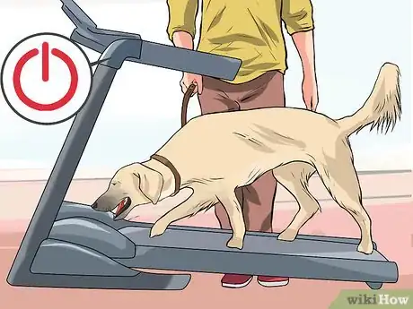 Imagen titulada Get a Dog to Use a Treadmill Step 3