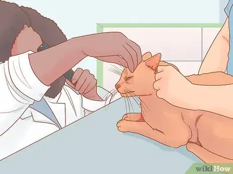 Imagen titulada Reduce Stress in Cats Step 10