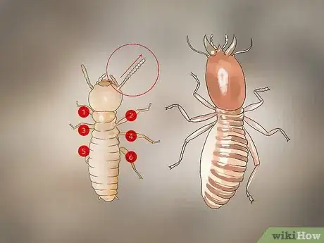 Imagen titulada Identify Termite Larvae Step 1