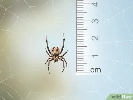 Imagen titulada Identify a Barn Spider Step 1