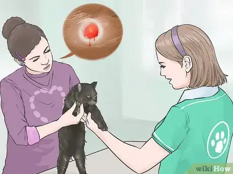 Imagen titulada Diagnose and Treat Blood Blisters in Cats Step 4