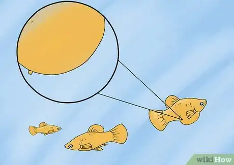 Imagen titulada Breed and Care for Platies Step 13