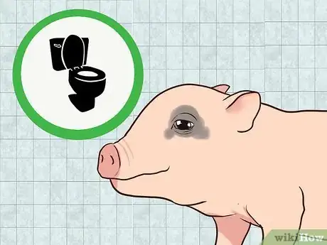 Imagen titulada House Train a Pig Step 10
