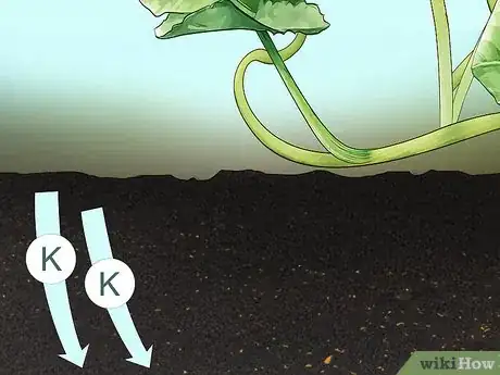 Imagen titulada Add Potassium to an Organic Garden Step 13