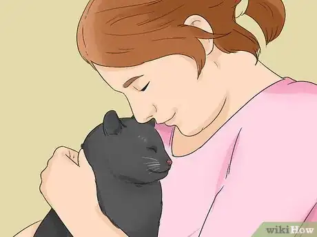 Imagen titulada Identify a Bombay Cat Step 9