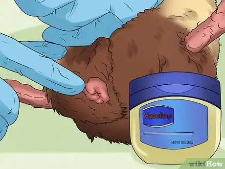 Imagen titulada Help a Constipated Guinea Pig Step 8