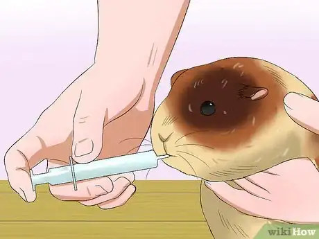 Imagen titulada Feed Guinea Pigs Vitamin C Step 11
