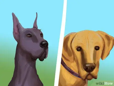 Imagen titulada Identify a Great Dane Step 8