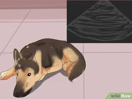 Imagen titulada Treat Anemia in Dogs Step 14