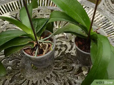 Imagen titulada Repot an Orchid Intro