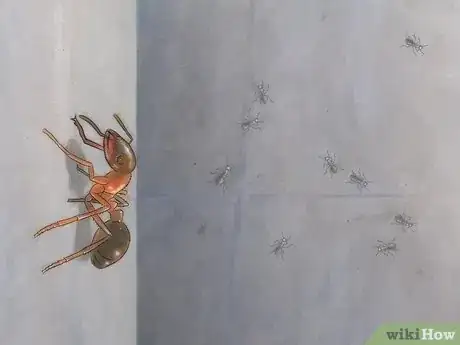Imagen titulada Identify Ants Step 20
