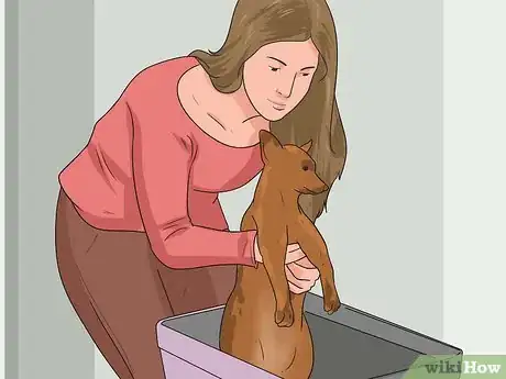 Imagen titulada Bring a Dog Into the United States Step 3