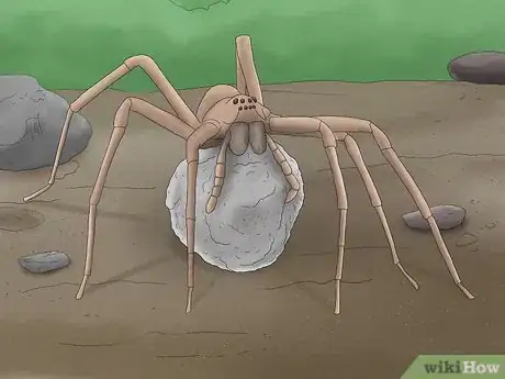 Imagen titulada Identify a Nursery Web Spider Step 5