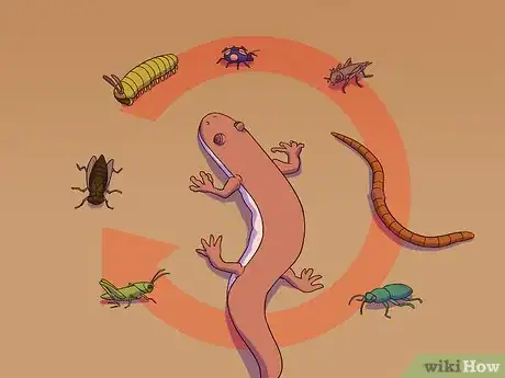 Imagen titulada Feed a Salamander Step 10