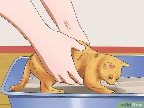 Imagen titulada Care for a Stray Kitten Step 12