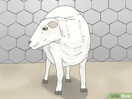 Imagen titulada Breed Sheep Step 3
