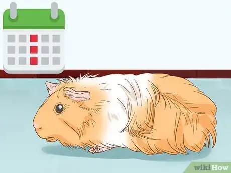 Imagen titulada Help Your Guinea Pig Adjust to You Step 3