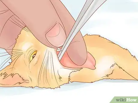 Imagen titulada Treat Hoarseness in Cats Step 2