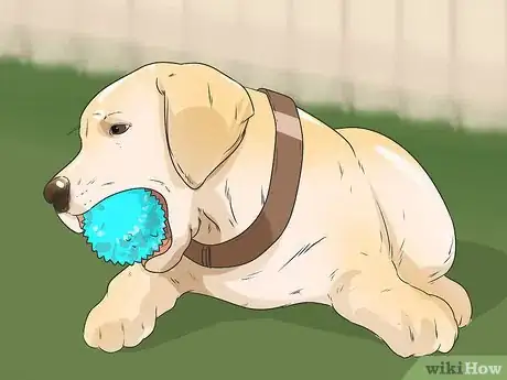 Imagen titulada Start Walking Your Puppy Step 3