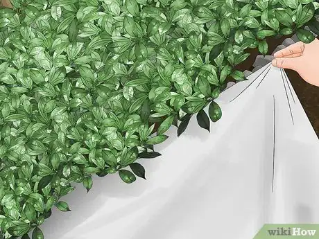Imagen titulada Trim Shrubs Step 2