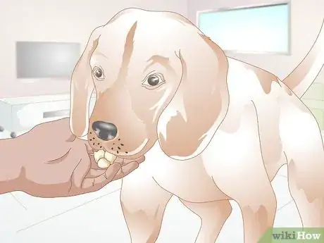 Imagen titulada Switch Dog Foods Gradually Step 12