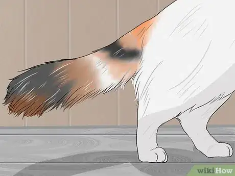 Imagen titulada Identify a Turkish Van Step 3