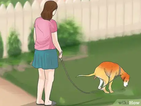 Imagen titulada Train Great Danes Step 11