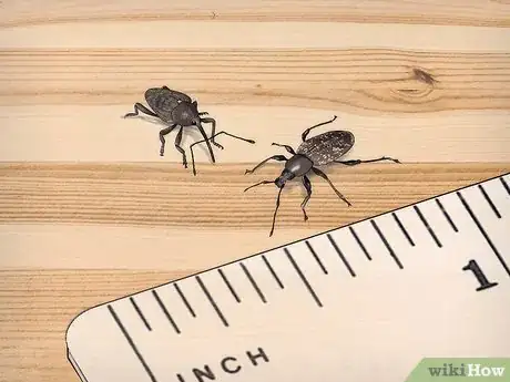 Imagen titulada Prevent Weevils from Invading Your Pantry Step 1