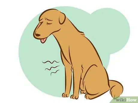 Imagen titulada Recognize a Dying Dog Step 1