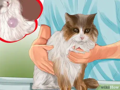 Imagen titulada Identify Lumps on Your Cat Step 1