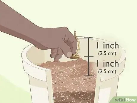 Imagen titulada Plant Date Seeds Step 12