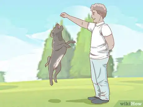 Imagen titulada Teach Your Dog to Jump Step 5