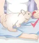 enseñarle a un conejo a no morder los muebles