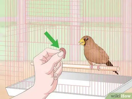 Imagen titulada Bond with Pet Finches Step 13