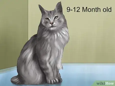 Imagen titulada Identify a Maine Coon Step 6