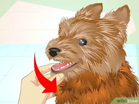 Imagen titulada Keep Your Yorkie's Teeth Clean Step 5