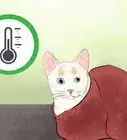 determinar si tu gato está muerto