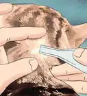 bañar a un gatito para quitarle las pulgas