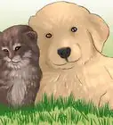 aclimatar un gato a un perro