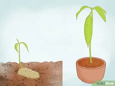 Imagen titulada Grow a Mango Tree Step 3