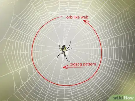 Imagen titulada Identify a Garden Spider Step 8