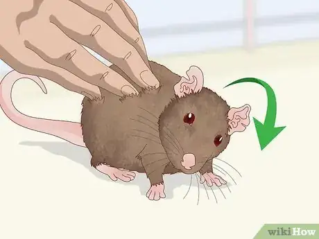Imagen titulada Spot Signs of Illness in Rats Step 3