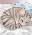 darle de comer a un gatito recién nacido