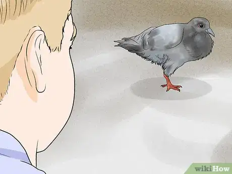 Imagen titulada Catch Pigeons Step 11