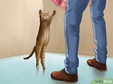 Imagen titulada Identify a Maine Coon Step 9